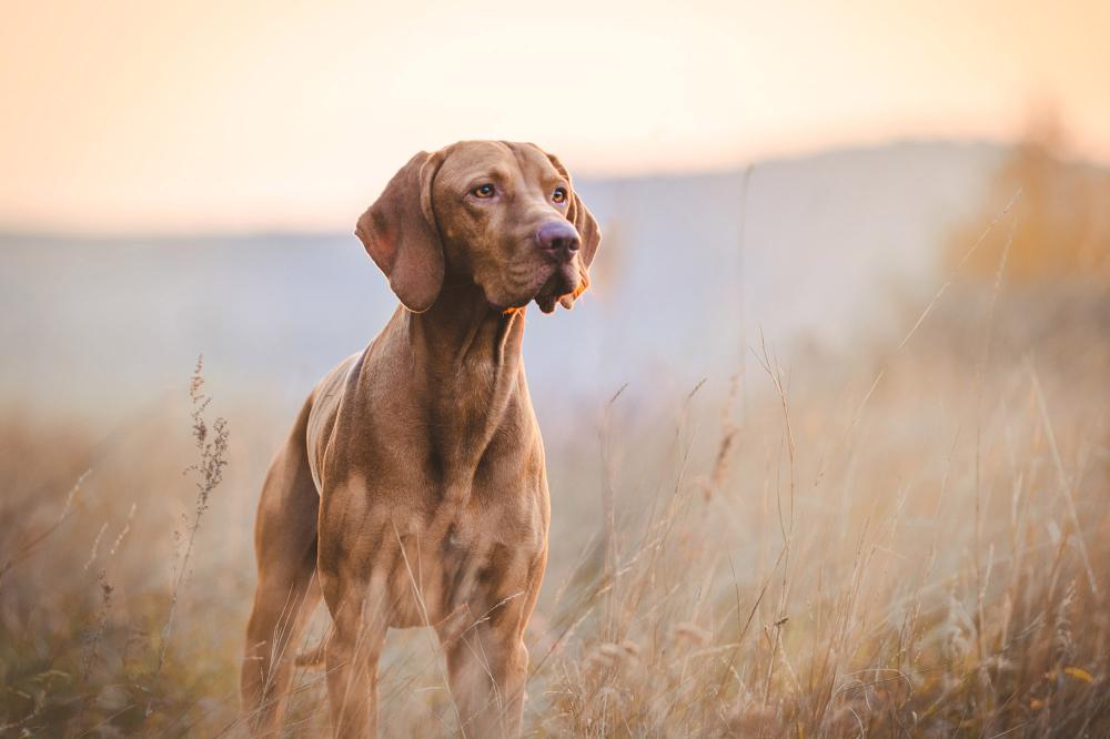 Soin pour animaux à Yvelines